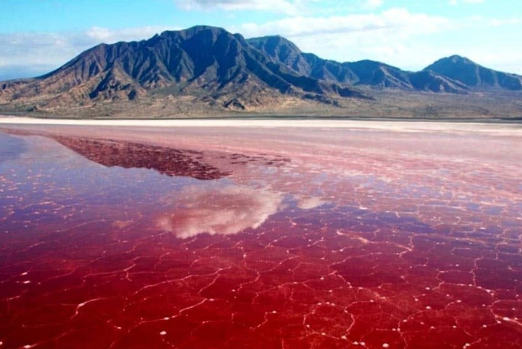 Flamingos: a pink paradise built on toxic water
