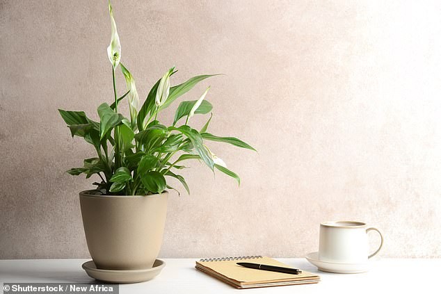 Seven house plants that clean the air—and may shield your home from deadly mould