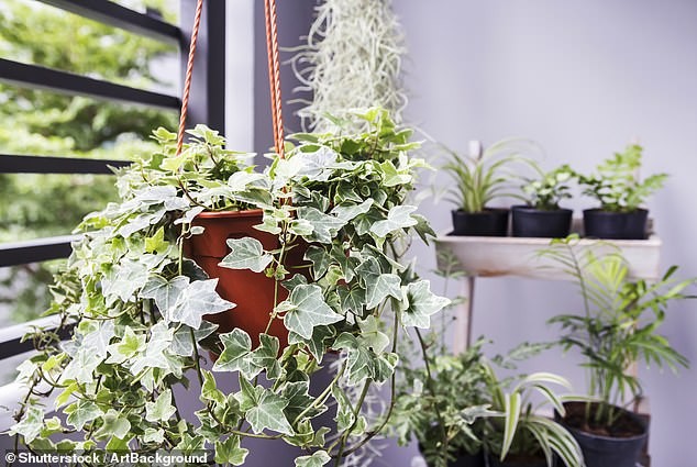 Why mould forms—and how plants can help (foliar uptake and humidity balance)