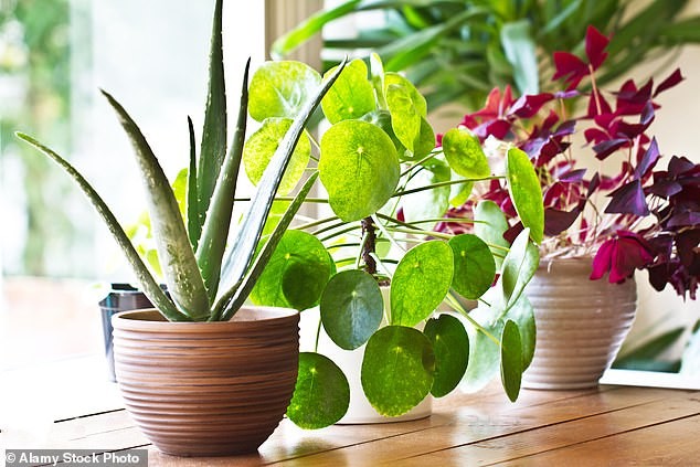 Two more mould-fighting champions: Snake Plant and Asplenium nidus 'Crispy Wave'