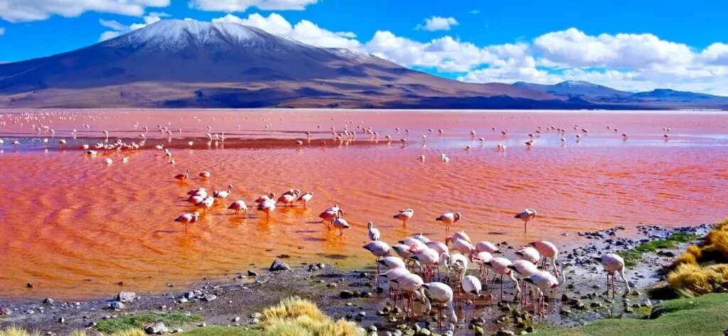 Фламингата преживуваат благодарение на чудна адаптација