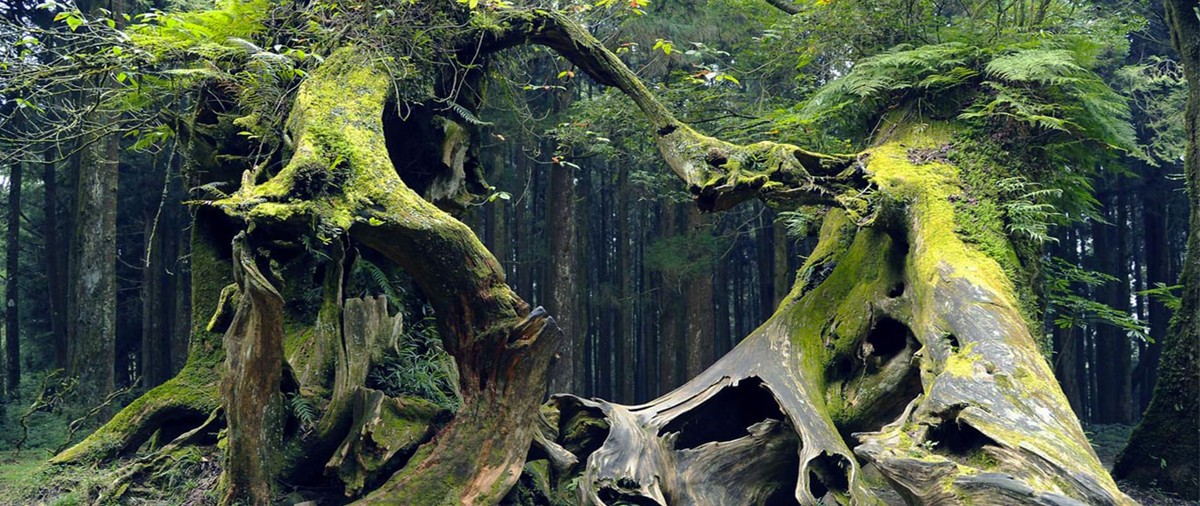 Hoia-Baciu Forest: Romania's Bermuda Triangle Where People Vanish and Time Slips