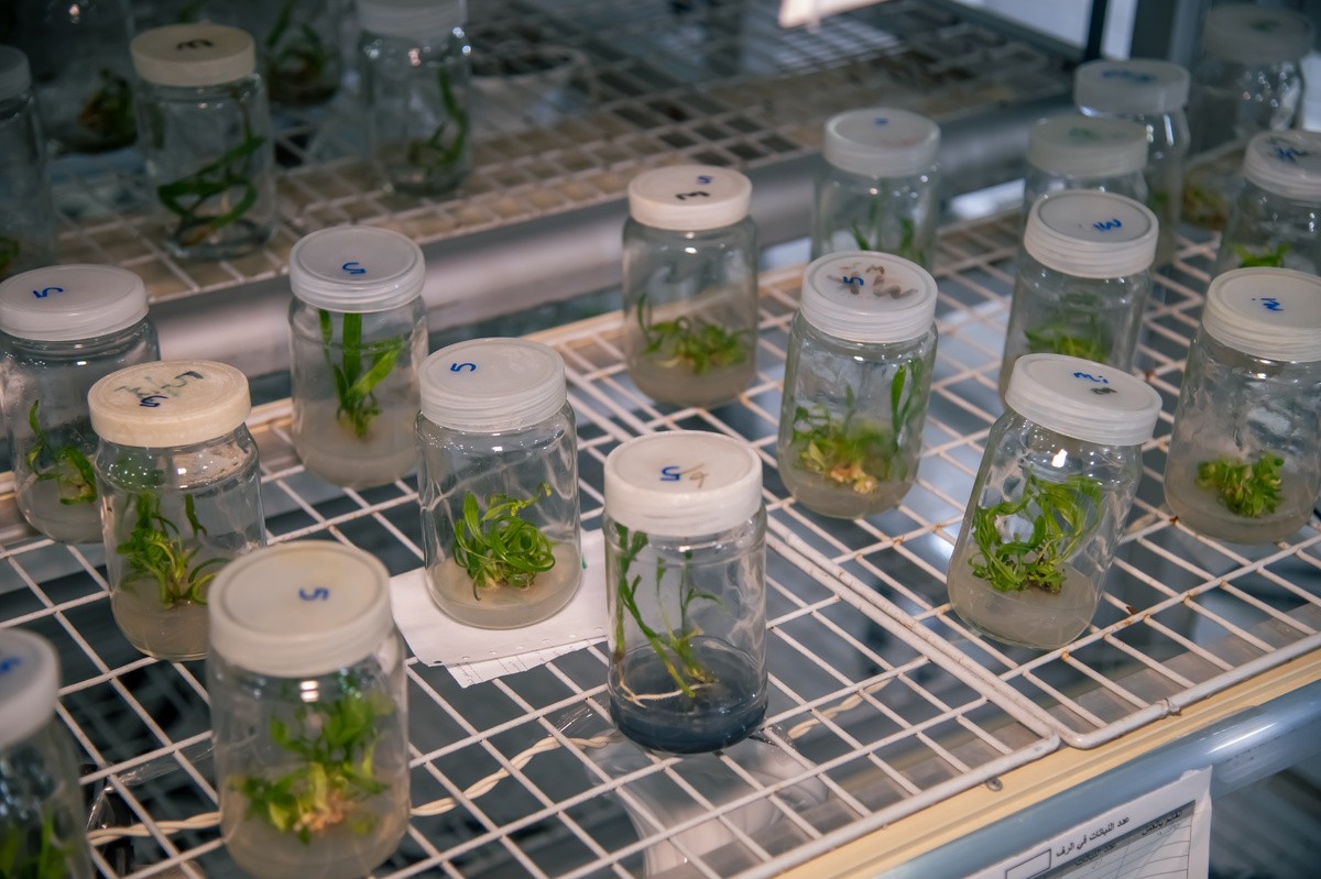 Многу простор, но нема каде да се садат компири: Како пустината ја хранеше Саудиска Арабија