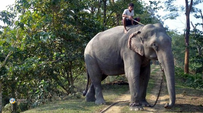 Името на Мајонг крие тајна: илузија, слон или дел од телото на божица?