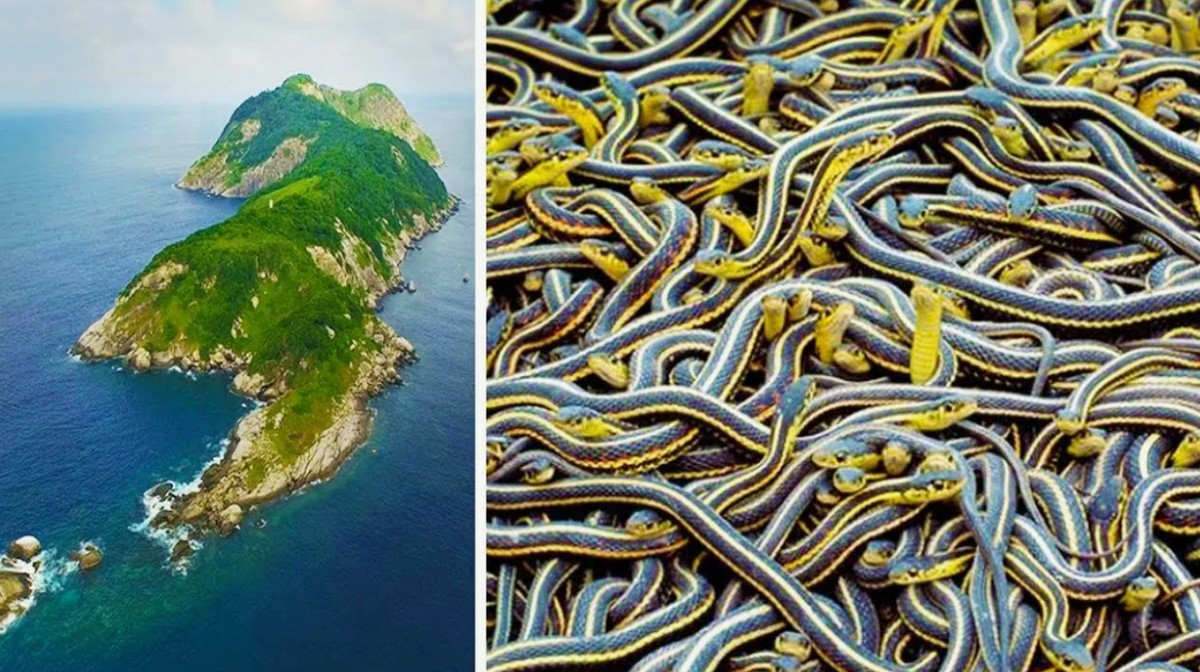 Островот на змиите, Бразил – По 5 смртоносни змии на секој квадратен метар