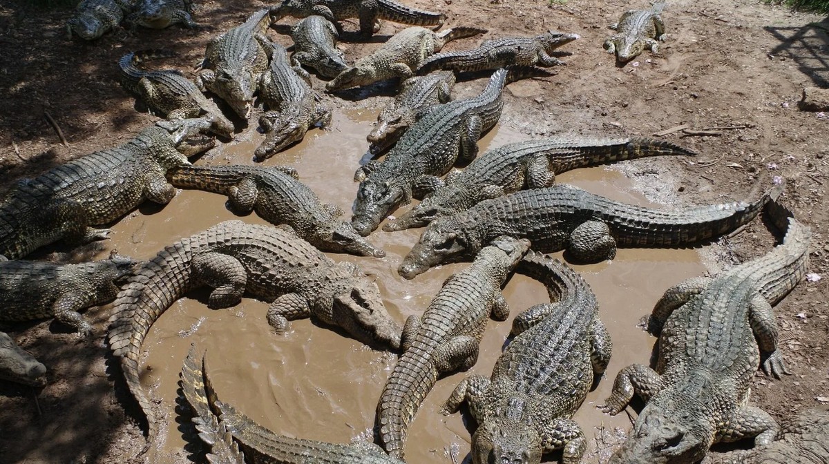 Островот Рамри, Мјанмар – Најкрвавиот судир луѓе-животни во историјата