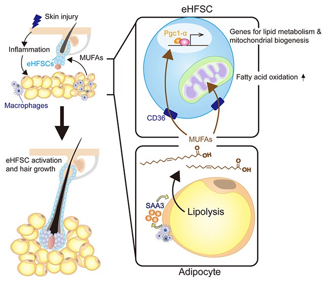 Иритирањето или повредата на кожата сигнализира за започнување на раст на косата, потврдуваат научниците