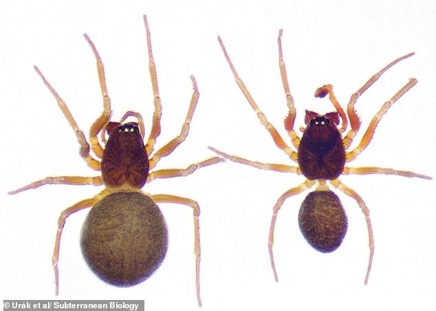 First documented case of communal behaviour between two spider species