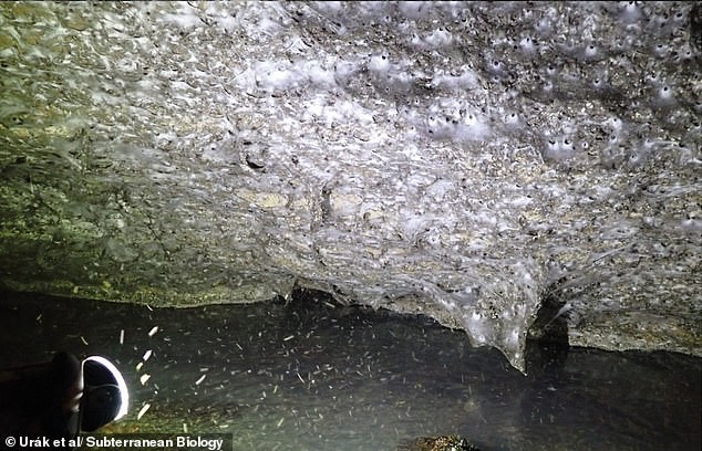 Environment and genetics: sulphur cave shapes spider society