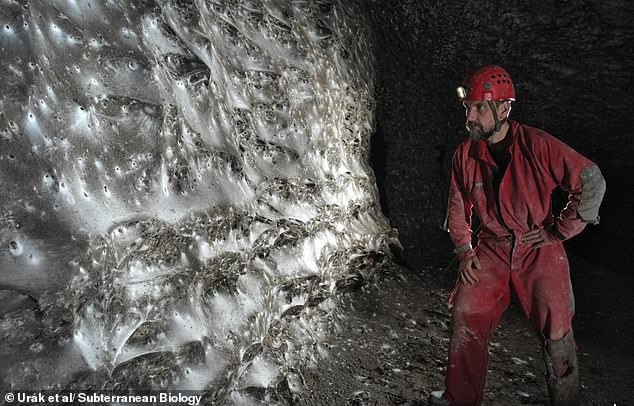 La ragnatela gigante si estende per 106 metri quadrati lungo il muro di un passaggio stretto e basso