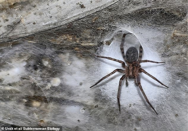 Arachnophobes détournez le regard — la plus grande toile du monde abrite plus de 111 000 arachnides