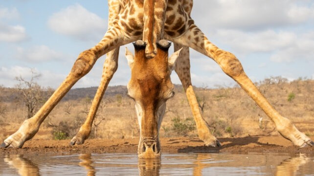 Długie nogi zmniejszają koszt serca: jak to działa