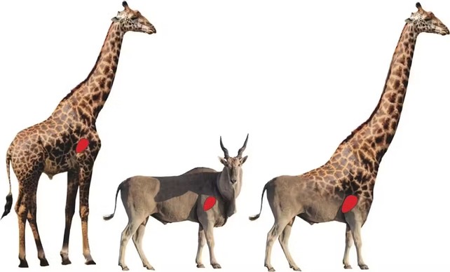 Les pattes qui sauvent le cœur des girafes et repoussent la gravité
