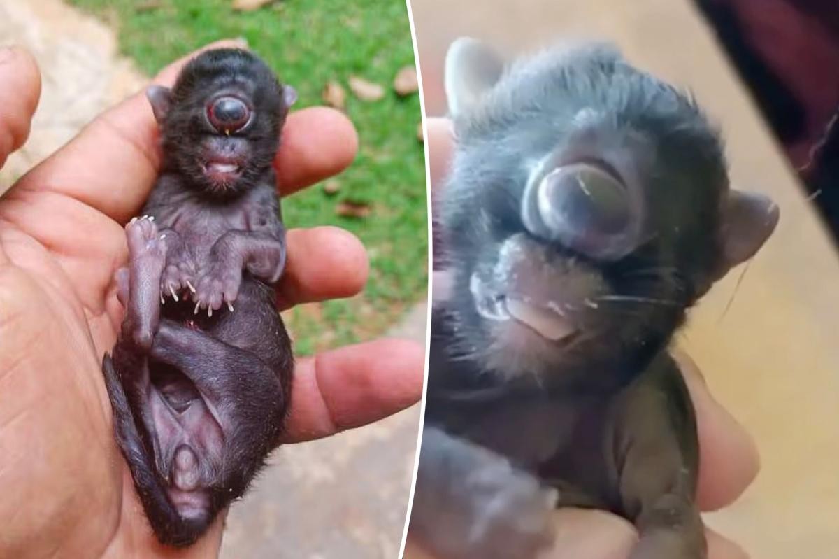 One-Eyed Cyclops Kitten Born in Brazil Dies After a Day