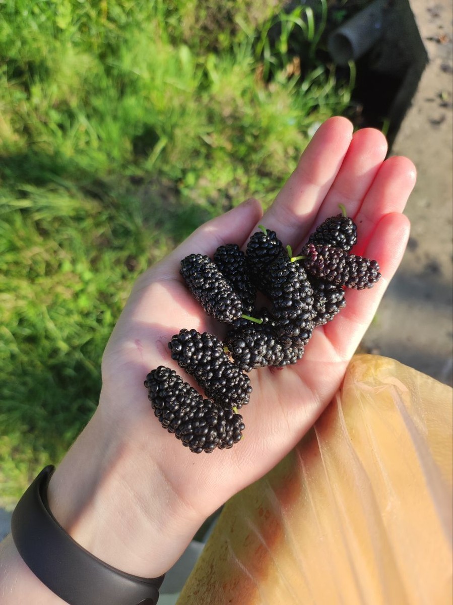 Праските ја подобруваат работата на црниот дроб и го подигаат расположението