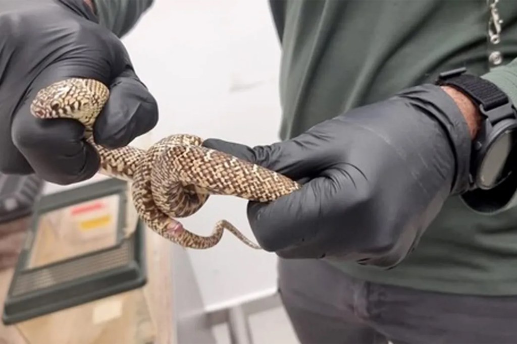 Стравични фотографии покажуваат гуштери и змии спакувани во пластични кутии и вреќи — животните биле буквално згмечени