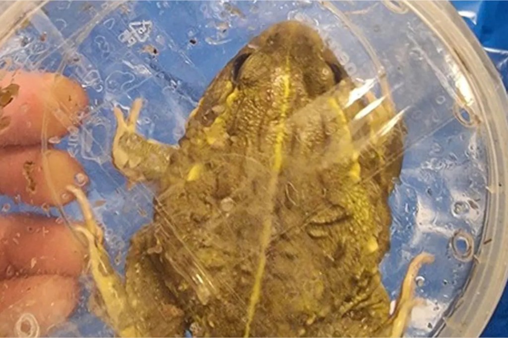 Israeli Man Caught Smuggling Nearly 200 Exotic Animals Worth Tens of Thousands of Dollars in a Suitcase at Tel Aviv Airport