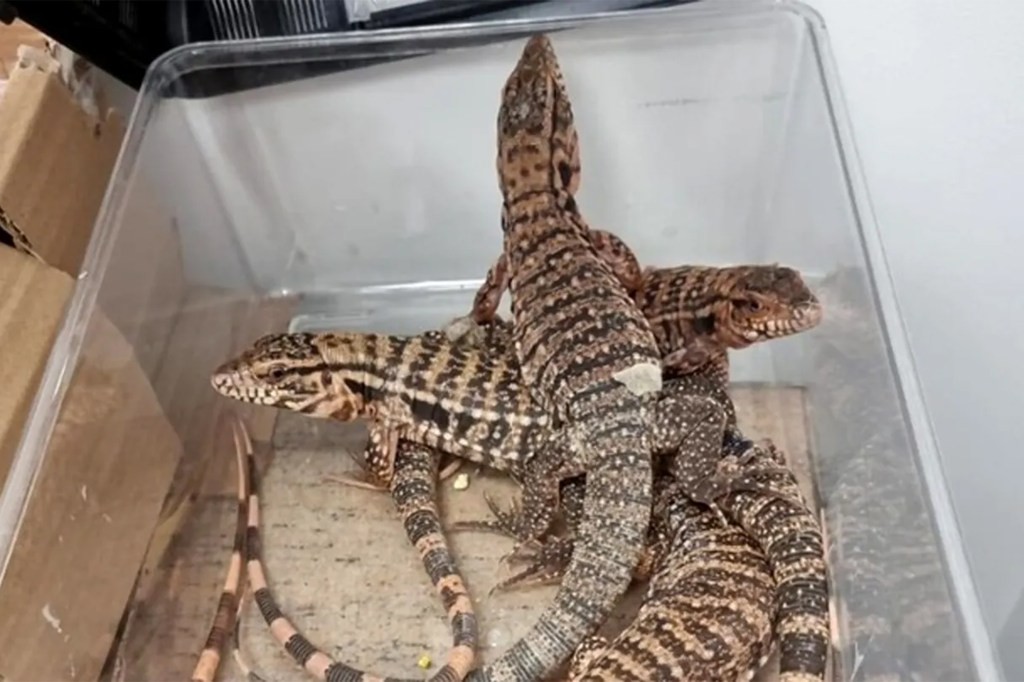 Authorities Work to Return the Creatures to Their Countries of Origin