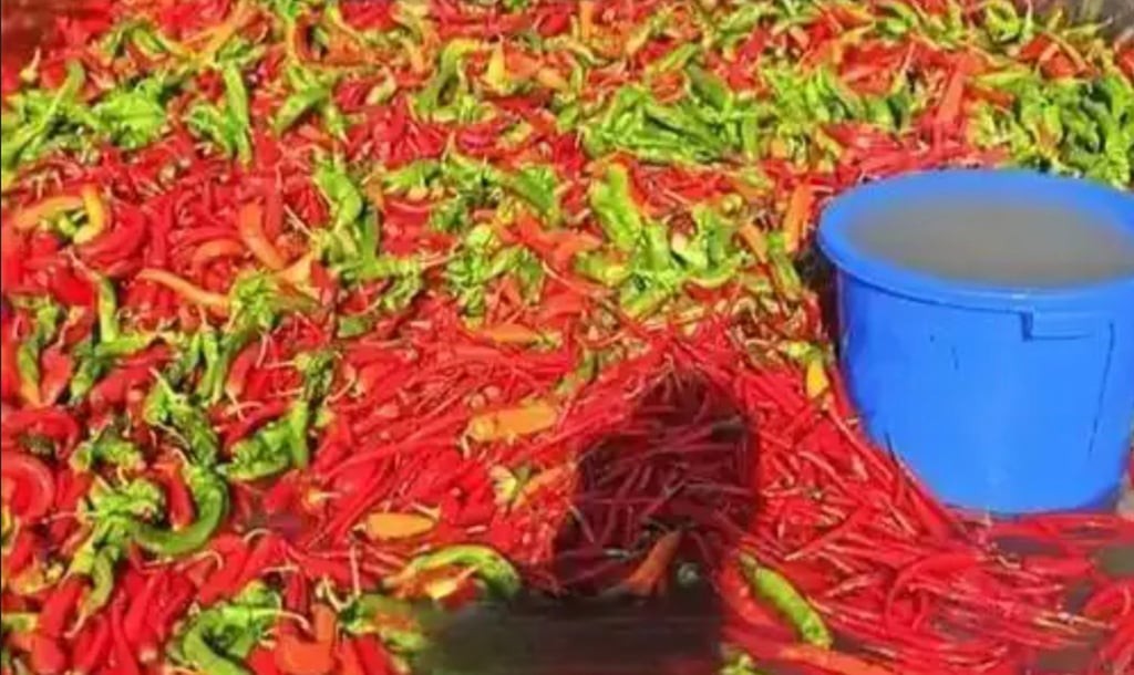 Chinese pond owner feeds fish 5,000 kilograms of chilli peppers daily to make them taste better and look more vibrant