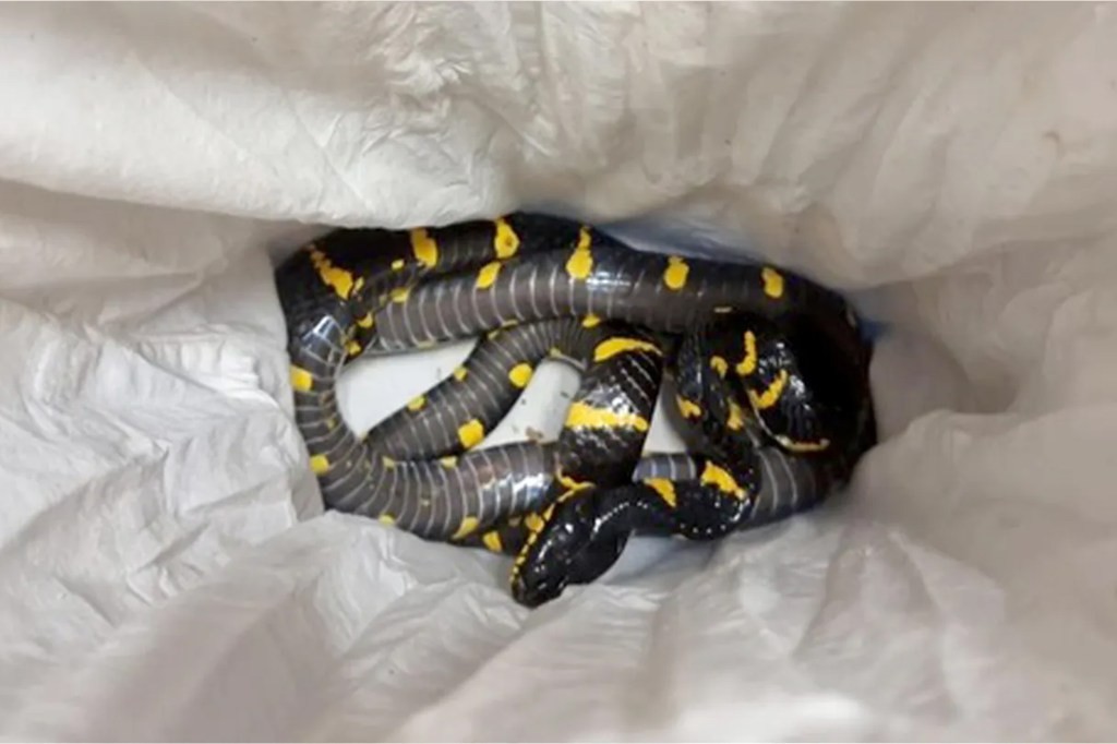 Le filet à Ben Gourion: 186 serpents, tortues, crabes, grenouilles et lézards saisis dans une valise