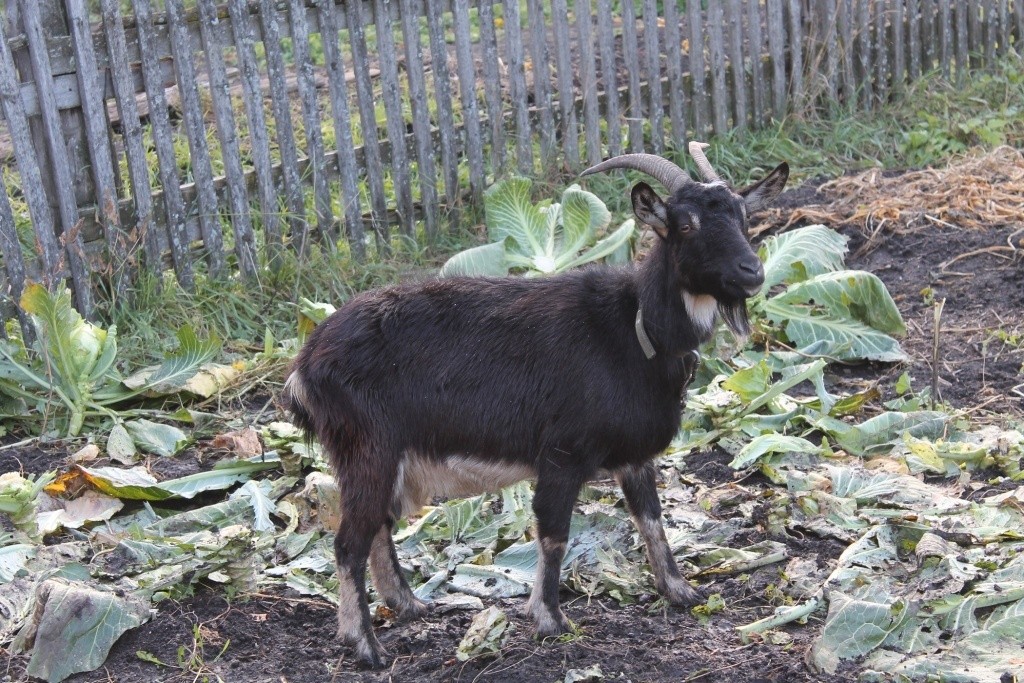 Goat Milk Revealed Why It Outshines Cow’s Milk for Babies Adults and the Elderly