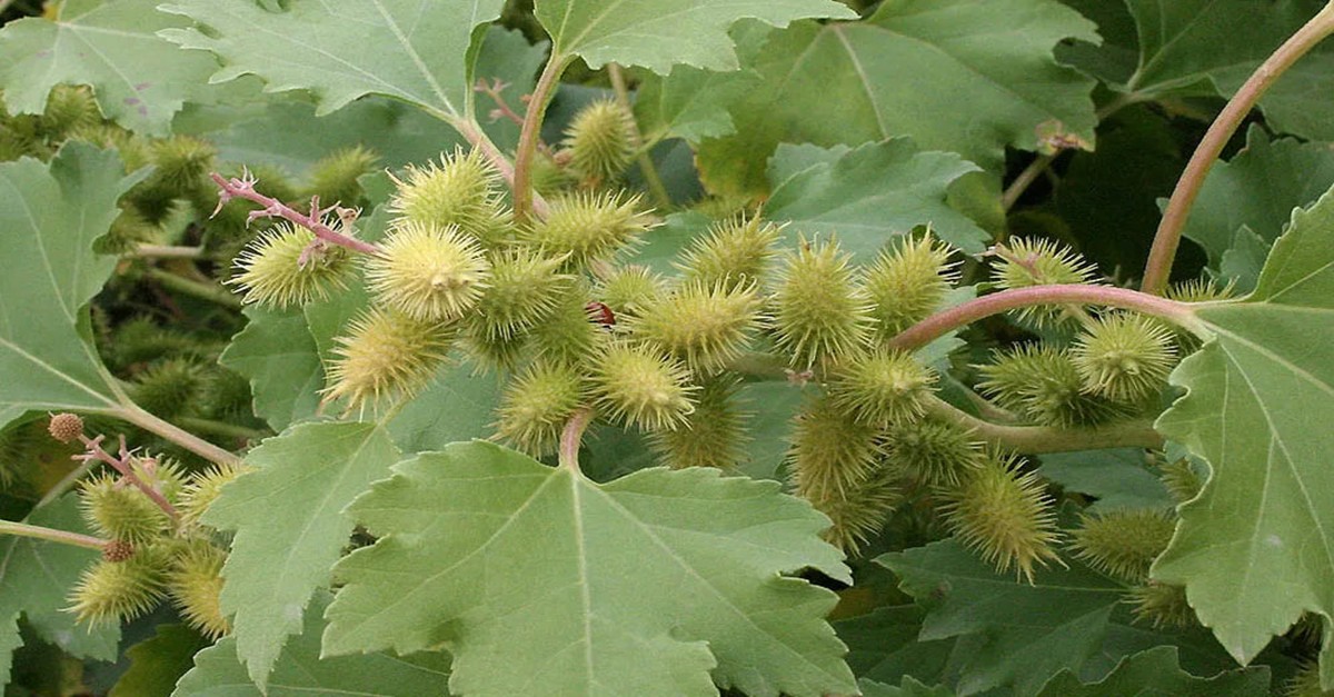 Für Neugeborene ist Muttermilch das wertvollste Nahrungsmittel