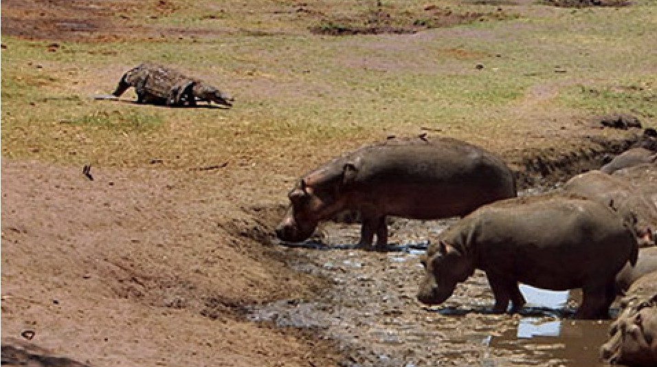 A Scientist Wore a Crocodile Suit and Crawled Toward Real Predators — This Is What Happened