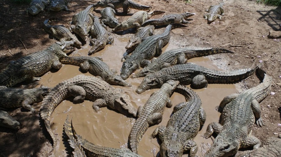 Wissenschaft trifft Mythos: Unterschiede der westafrikanischen Krokodile