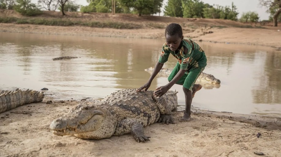 Comportamento e domesticação: o que os crocodilos revelam