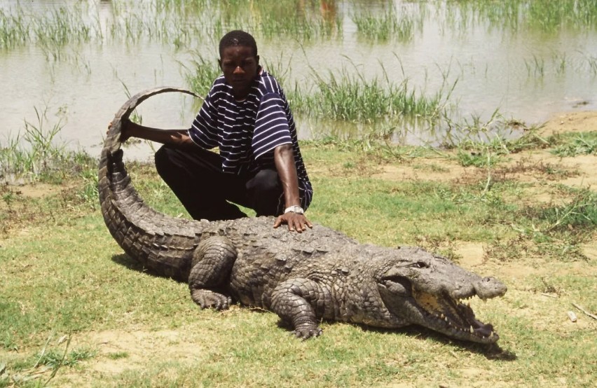 Un village au cœur du Burkina Faso où les crocodiles sont vénérés comme des dieux