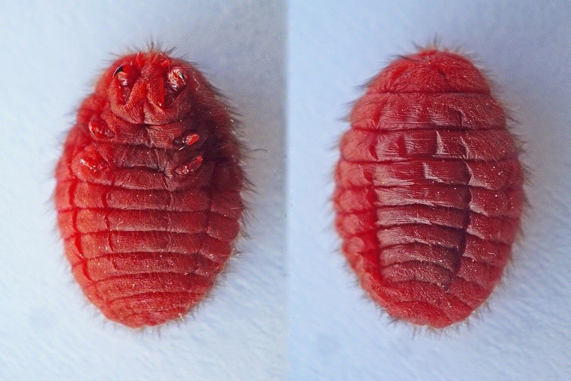 Карминот се добива од женските инсекти кохинеал – вистински извор на природните црвени бои