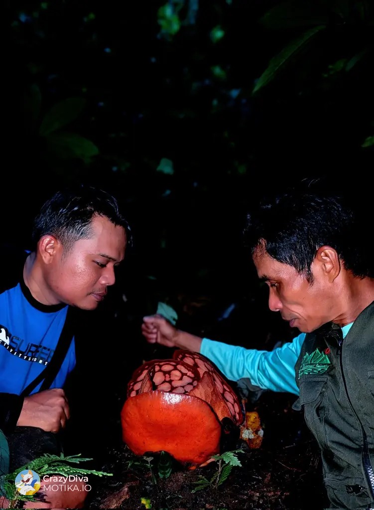 Цутот на најреткото цвеќе трае само неколку дена – сведоштво за чудото на природата