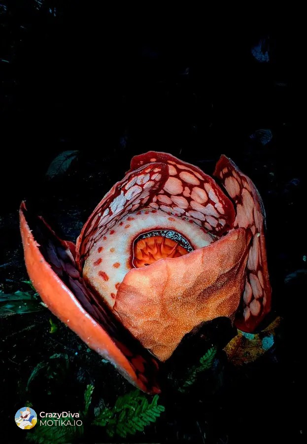 Раѓањето на најретката Рафлезија хаселти: Цел живот ловен од тигри, а речиси никогаш виден од луѓе