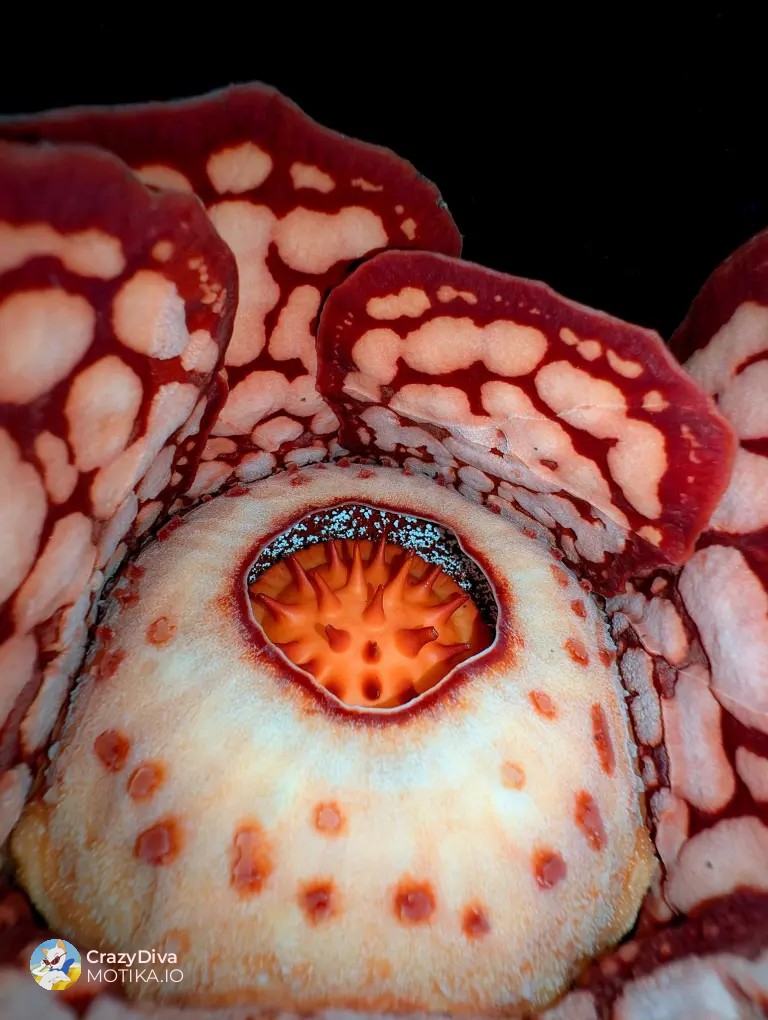 Тринаесетгодишна потрага низ тигарски шуми завршува со солзи на радост и растечка возбуда