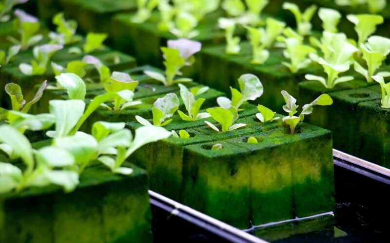 Револуција во земјоделството: Хидропоника – Производство на храна без почва, поголеми приноси и минимални ограничувања