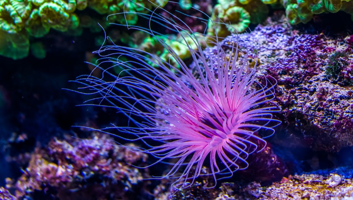 Qual è il colore più raro della natura? Non è il blu