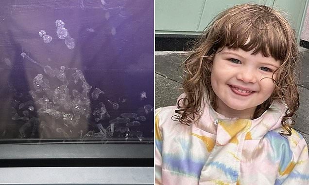 Bewusstsein als fundamentales Feld – der Kern der Theorie