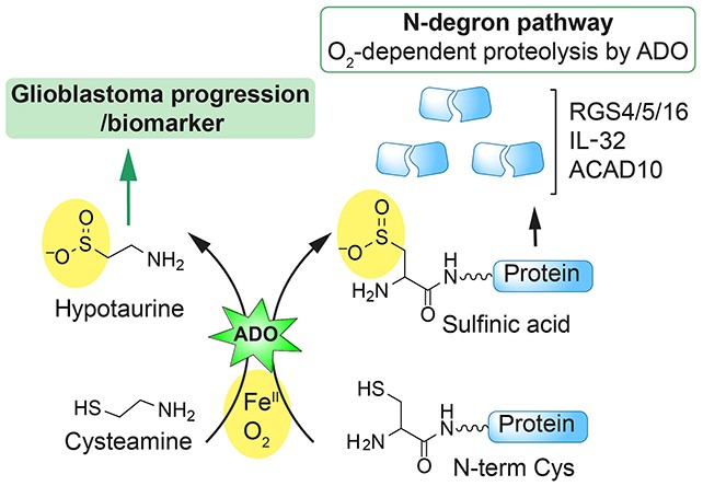 ADO: o alarme de queda de oxigênio que alimenta o glioblastoma