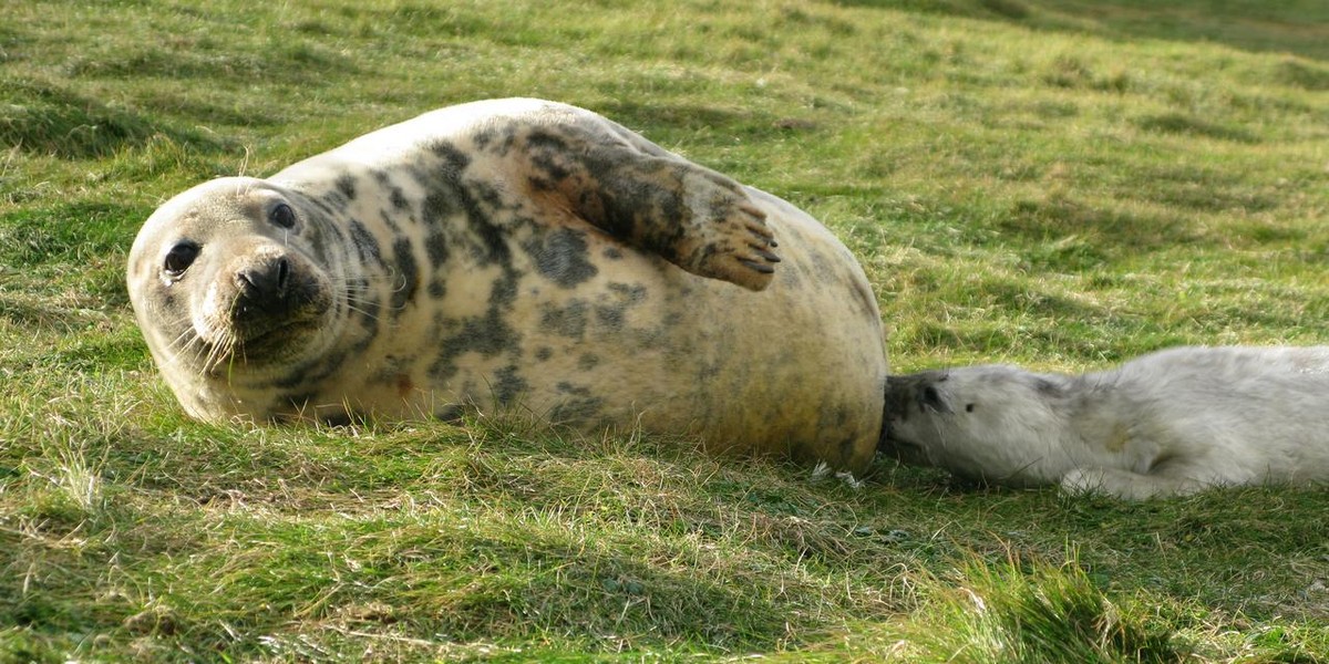 Млекото од фока помоќно од мајчиното млеко – откритието што може засекогаш да ја промени формулата за бебиња