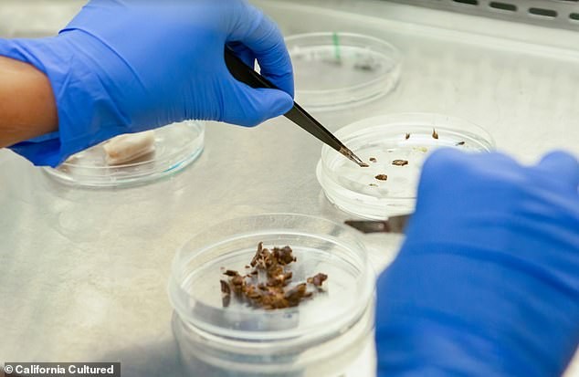 Како се создава лабораториската чоколада? Брза наука наместо години чекање на насади