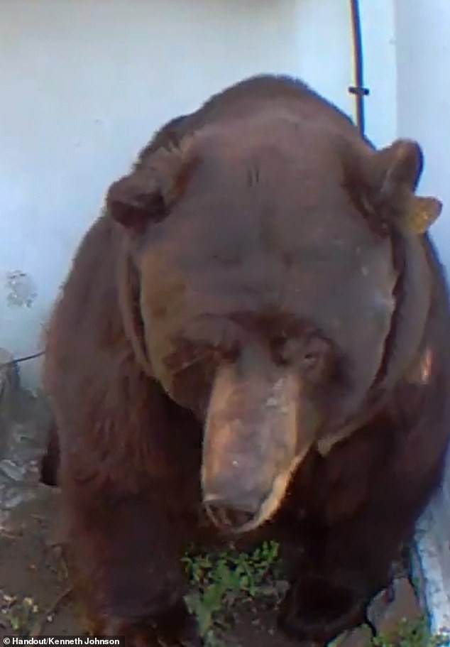 Камерата ја открива вистината: Џиновската мечка со жолта ознака едвај се извлекува од малата дупка