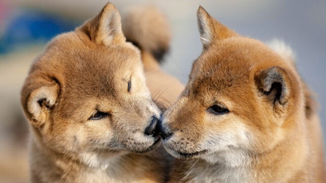 Les célébrités clonent leurs animaux de compagnie et promettent l’immortalité, mais cachent des risques