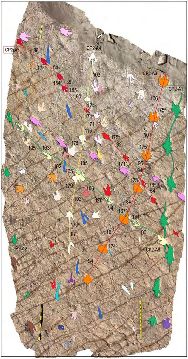 18 000 traces de dinosaures découvertes sur le plus grand site de traces au monde