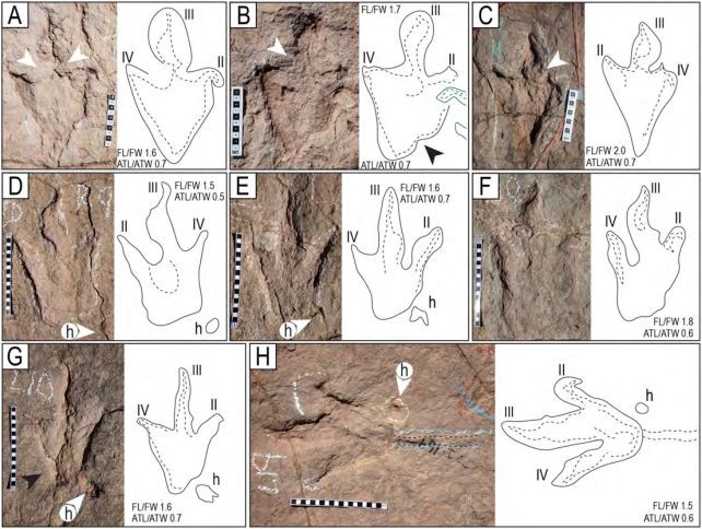Un site record: 16 600 traces à trois orteils sur 1 321 pistes, 289 empreintes isolées et 1 378 traces de natation sur 280 pistes, toutes attribuées aux theropodes
