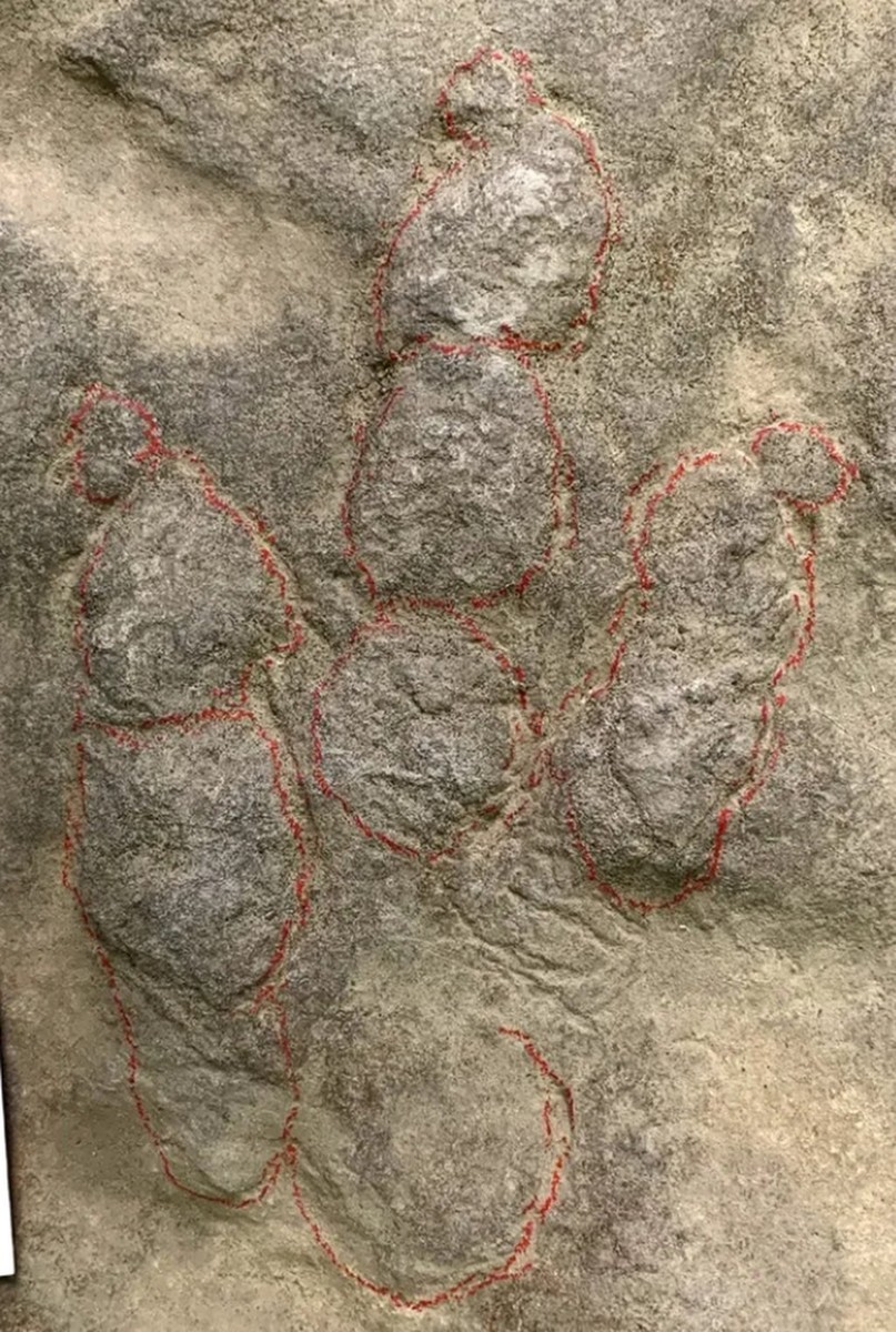 Des pierres d'usage quotidien révèlent des empreintes de dinosaures datant de 190 millions d'années