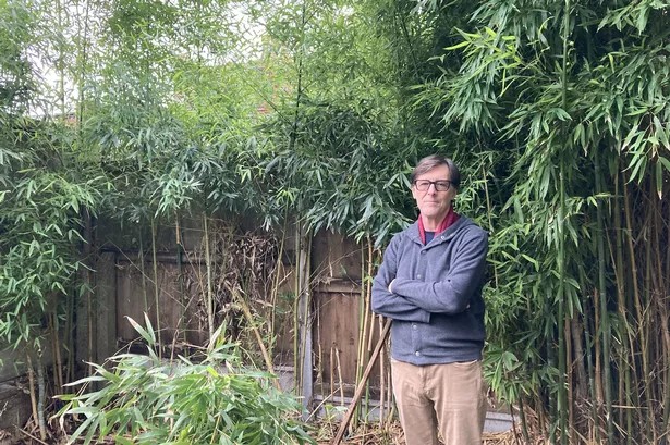 Acquistare una casa e scoprire una jungla nel giardino: l'incredibile incubo del bambù invasivo