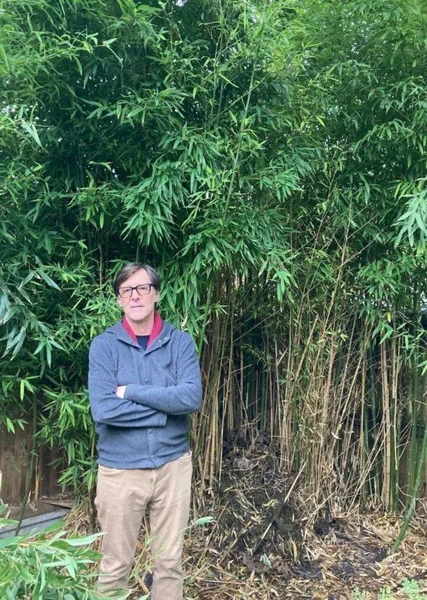 Il bambù che sembrava una barriera si è rivelato una minaccia invisibile sotto la pavimentazione