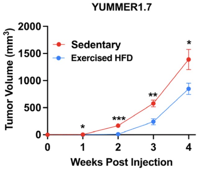 Вежбањето насочува енергија кон мускулите, а раковите клетки остануваат без гориво
