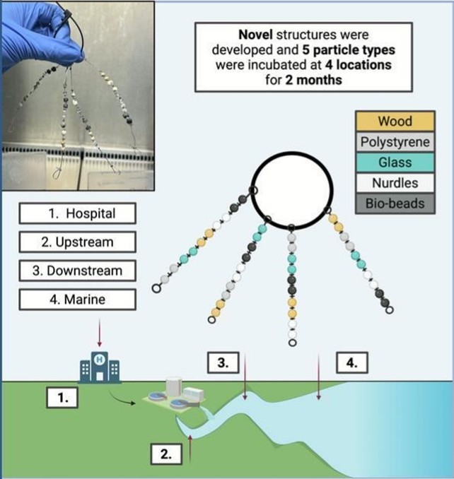 Biofilms on Microplastics Carry More Drug-Resistant Genes and Pathogens