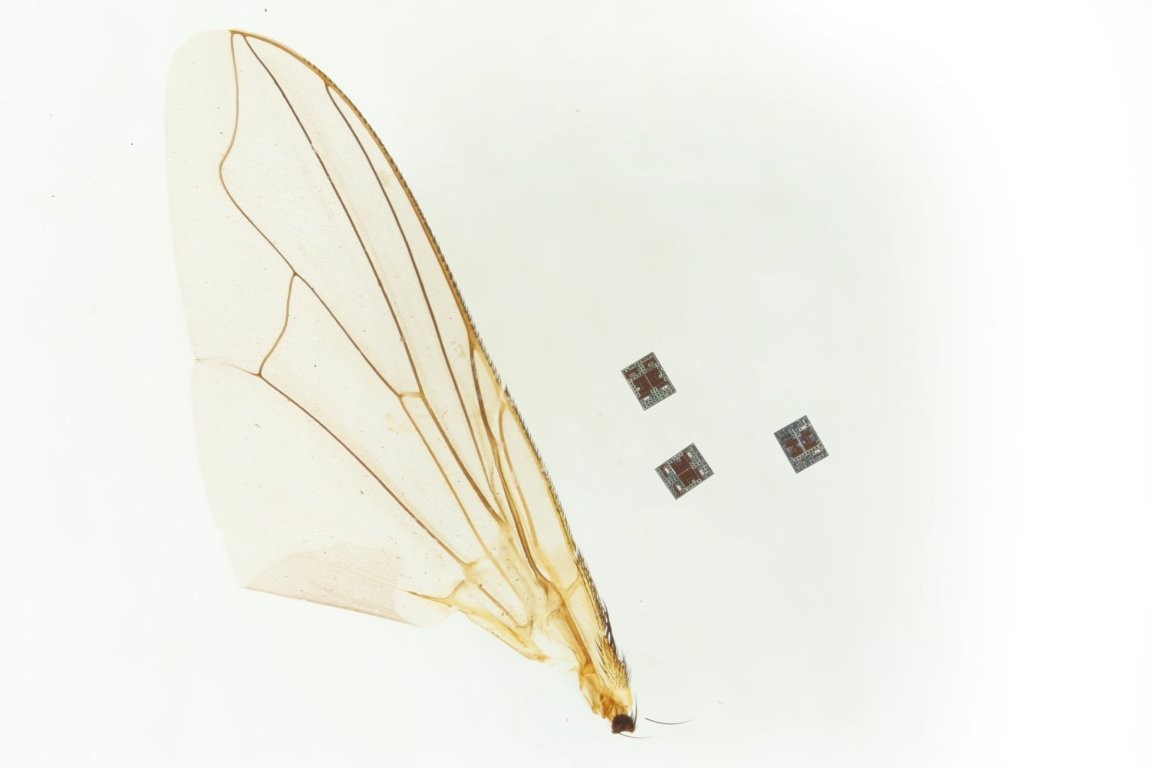 Tiny Microrobot the Size of a Grain of Salt Could One Day Repair the Human Body From Within